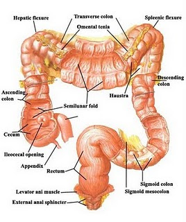Diagestive System in Human Body: More About..Large Intestine